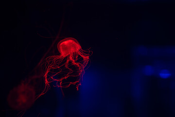 A glowing red jellyfish gracefully swims through dark water at an aquarium exhibition