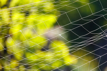 Wall Mural - Woven net against the backdrop of nature in summer