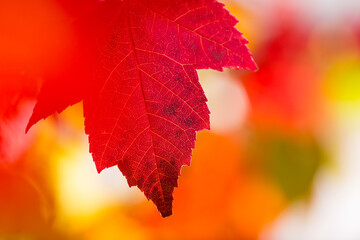 Autumn natural background. Yellow and red maple leaves are flying and falling down. Autumnal landscape.