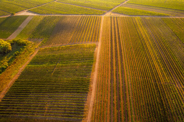 Chapel Hradistek near Velke Bilovice Czech Republic. Vineyard rows in bright sunlight, nestled between hills and trees. Sunlit agricultural wine landscape.