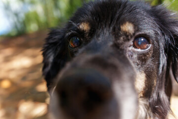 Close up of curious black dog with the nature background slightly blurred, conveys a playful and friendly mood