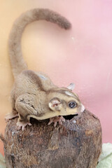 Wall Mural - An adult sugar glider resting on a hollow coconut. This mammal has the scientific name Petaurus breviceps.