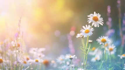 Canvas Print - Sunlit Daisies in a Meadow