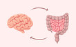 © Юлия Викленко - The human brain and intestines. Organs. Vector illustration.