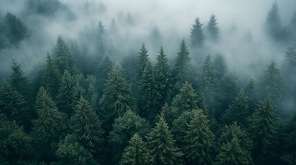 Canvas Print - Stunning aerial shot of a fog-covered forest with only the treetops visible, creating a mystical, ethereal landscape. 4K hyperrealistic photo.