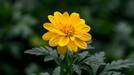 Wall Mural - Yellow Flower 