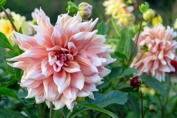 Pink white dahlia flower on green foliage background. Autumn garden summer fall blossom. Soft pink dahlia big bloom single flower outdoor. Closeup petals macro photo. Autumn botany nature beauty.