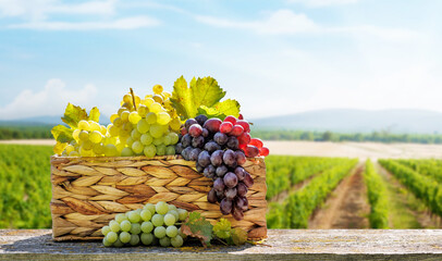 Wall Mural - A basket filled with various types of grapes in front of a sunny vineyard