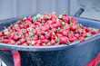 © Cynthia - Strawberry strawberries in wheelbarrow on farm, reject rejected seconds fruit, mass many bulk damaged waste, farming berries season seasonal