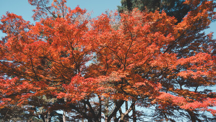 Wall Mural - beautiful maple leaves on the tree in autumn season.