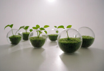 plants in glass balls