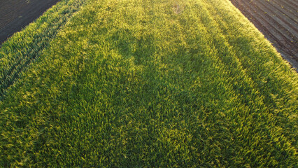 Wall Mural - agricultural fields in spring, in Vojvodina, seen from the drone