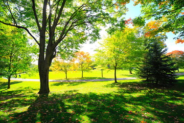 Wall Mural - Autumnal maple trees with trail at a park near Ontario, Canada