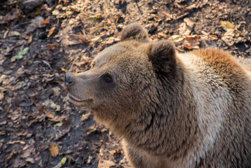 Portrait of a Eurasian brown bear (Ursus arctos arctos), is a large carnivore.