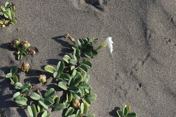 beach morning glory (impoea imperati)