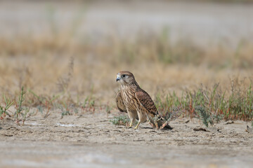 A young female common kestrel (Falco tinnunculus) is photographed very close-up, sitting on the sand in a thicket of saltwort and staring at the photographer. Detailed photo of the bird's plumage