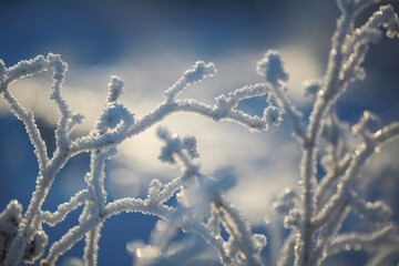 Frost on the plant