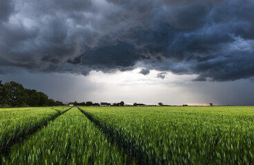Poster - Storm with dark clouds over green wheat field landscape