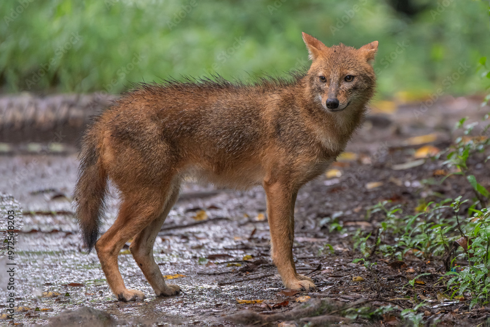 Som Raim Reed Grenache Eurasian Golden Jackal (Canis aureus) also known as Reed wolf in ...