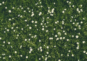 Poster - White Daisies in Green Grass