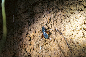 beatle at night