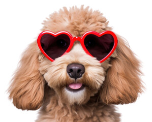 Wall Mural - PNG Dog wearing glasses of red heart shape sunglasses portrait mammal.