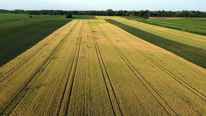 Wall Mural - ripe wheat field in summer, in Vojvodina, drone photography