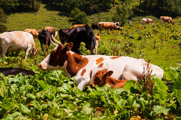 Cow looks friendly, portrait of mature and calm cow, gentle look, medium shot of brown and white cow on green meadow background