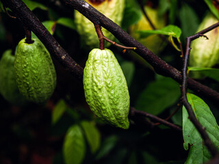 Unripe green cacao pods on cacao tree, Close-up