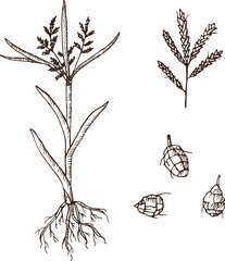 Sticker - Hand drawn vector illustration of edible Sweet almond chufa. Perennial herbaceous plant of the sedge family, Cyperaceae, sweet oatmeal. Botanical engraved drawing of branch tuber of Cyperus esculentus