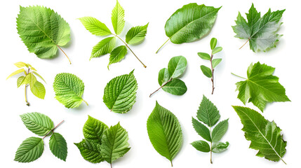 Wall Mural - Fresh curry leaves isolated on white background ,Eucalyptus branch with green leaves isolated on white background