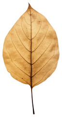 Sticker - PNG Real Pressed a tree leaf plant white background xanthosoma.