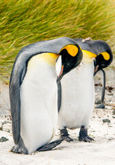 King Penguins The Falkland Island