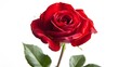 single red rose