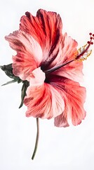 Single Hibiscus Flower