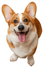 Wall Mural - PNG Studio photo of a happy corgi portrait mammal animal puppy.