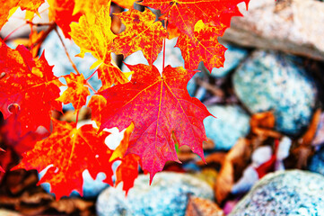 autumn leaves background