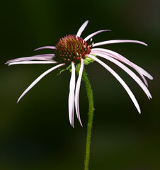 Green background out of focus behind an echinacea flower