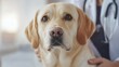 © Bijac - doctor examining labrador retriever dog patient ai generated image