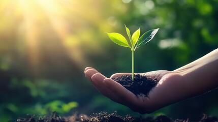 Poster - ecofriendly hand nurturing a delicate seedling sunbeams filtering through lush forest canopy soft focus background with ethereal green hues sustainability concept