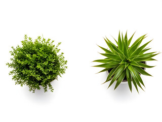 Two plants in a vase on a white background, top view, place for text, wallpaper
