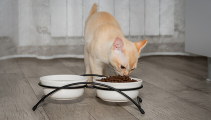 A small Burmese kitten eats dry food from a bowl.