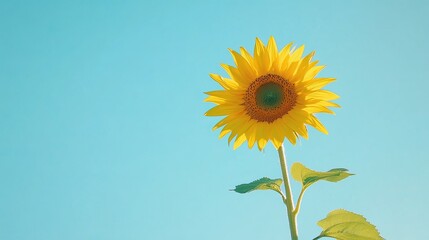 Canvas Print - Minimalist shot of a single sunflower against a clear blue sky, with bright yellow petals standing out against the simple backdrop, capturing the essence of summer, 4K hyperrealistic photo.