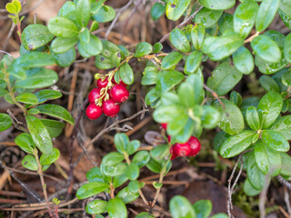 lingonberry bush with ripe red berries in the forest