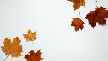 Wall Mural - Golden orange autumn leaves of maple tree on white background. Top view. Copy space