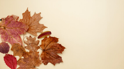 Wall Mural - Golden orange autumn leaves of maple tree. Top view. Copy space