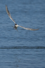 Poster - Eine Flussseeschwalbe im Flug mit einen Fisch im Schnabel mit blauen wasser im Hintergrund