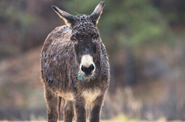 A solitary donkey, soaked from the rain, looks directly at the viewer with its long ears perked up. The surrounding landscape blurs in soft colors, creating a serene atmosphere