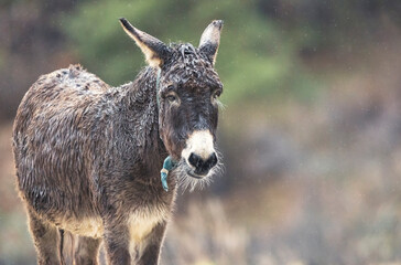 The donkey looks pensive, its coat drenched from the ongoing rainfall. Surrounding greenery creates a tranquil backdrop, evoking a serene, yet somber atmosphere