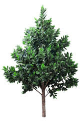 Wall Mural - tree on transparent background, realistic tree with green leaf stand alone isolate and beautiful lig